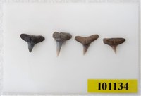 藏品(魚齒)的圖片